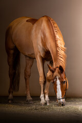Beautiful red horse in the studio