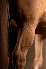 Beautiful red horse in the studio