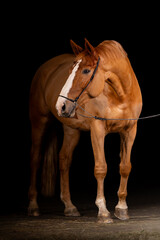 Beautiful red horse in the studio
