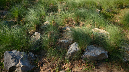 Green grass in a garden with stones and grass in the foreground.