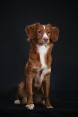 Psi portret pt. 4 © Jagoda