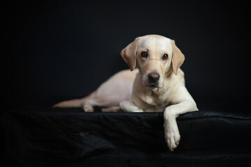 Psi portret pt. 3 © Jagoda