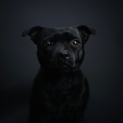 Psi portret © Jagoda