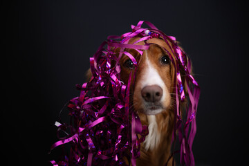 After dog fun © Jagoda