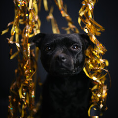 Świętowanie © Jagoda