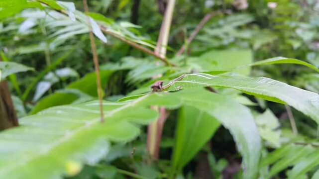 Aphrophora alni walking on fern leaves. 4k footage. Perfect for documentaries about tropical rainforests and World Environment Day on June 5th. European alder spittle bug, froghopper, Insect.