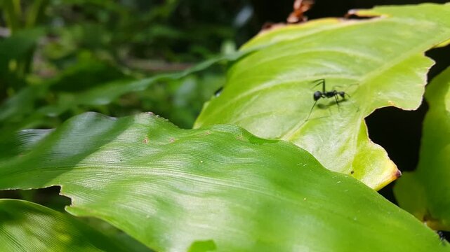 Polyrhachis armata walking on fern leaves. 4k footage. Perfect for documentaries about tropical rainforests and World Environment Day on June 5th. armed spiny ant, polyrhachis