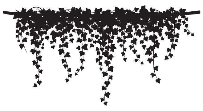 Black silhouette of ivy vines hanging from a branch, isolated on transparent background