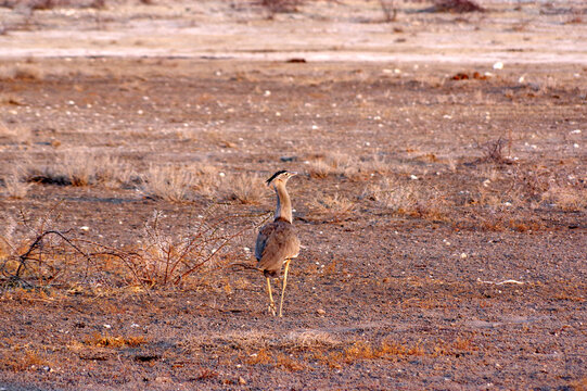 Outarde kori dans le parc national d'Etosha en Namibie