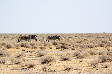 Fototapeta premium Zèbres dans le parc national d'Etosha en Namibie