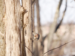 エゾゴジュウカラの可愛いお尻