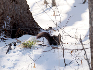 食べ物探しに忙しいエゾリス