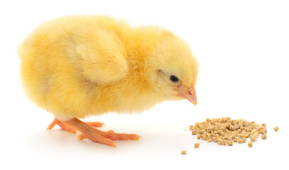 Small yellow chick pecking grain isolated on white background