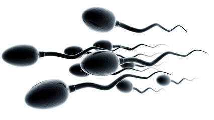 Spermatozoa in motion