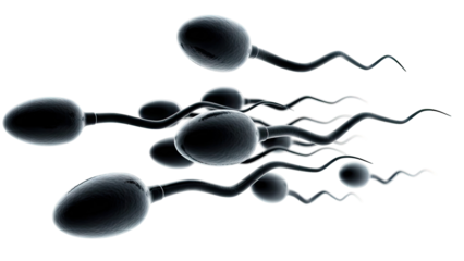 Spermatozoa in motion