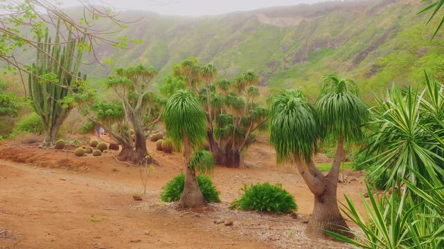 Footage of the unique landscape within the Koko Crater Botanical Garden in Honolulu, Oahu, Hawaii. The garden, located inside an extinct volcanic cone, features rare and endangered dryland plants, inc