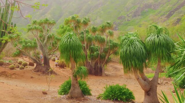 Footage of mature ponytail palms (Beaucarnea recurvata, also known as elephant's foot palms) thriving in the arid, desert-like environment of the Koko Crater Botanical Garden, located within a dormant