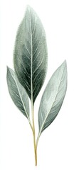 Botanical illustration of three silver-green leaves on a stem