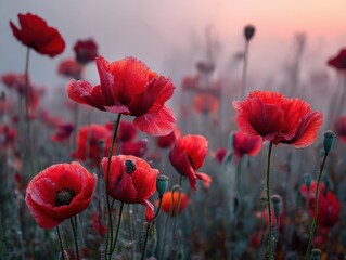 Obraz premium Vibrant red poppies bloom in a misty field at sunrise, showcasing delicate petals and lush green stems, creating a serene and enchanting floral landscape with cinematic depth