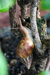 Obraz premium Snail with brown shell moving on a tree trunk