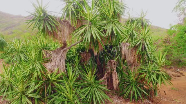 Footage showing dense clusters of mature Spineless Yucca (Yucca gigantea or Yucca aloifolia) plants growing within the unique, dryland environment of the Koko Crater Botanical Garden on the southeaste