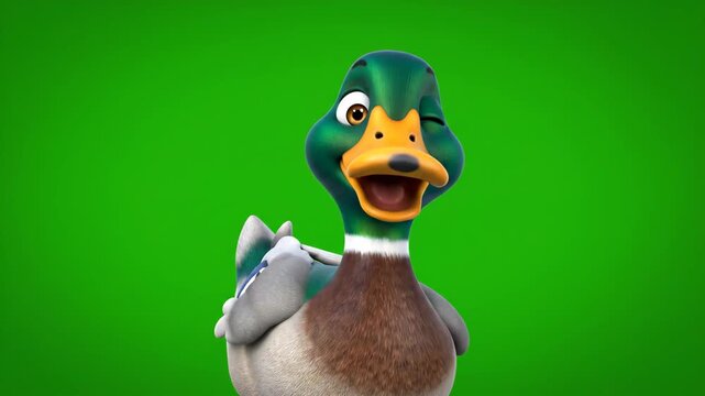 Green Screen animation of 3D cartoon Mallard duck peeking up with funny expressions