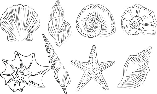 collection of hand drawn marine life and coastal elements, hand drawn black seashells, starfish, coral. Marine line art style elements on white background for summer design, packaging, print, fabric.