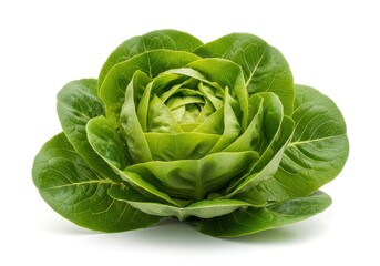 Fresh butterhead lettuce head displays tightly packed green leaves isolated on a white background
