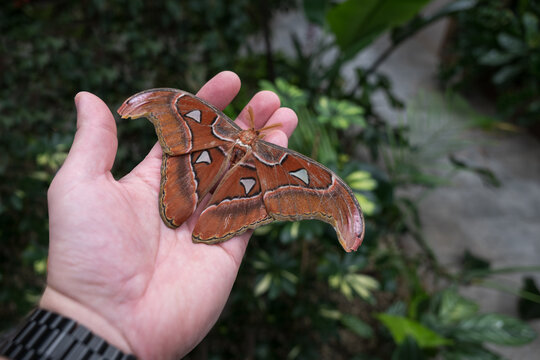 A beautiful Atlas moth on a man's palm.
