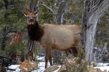 Obraz premium Closeup of female Rocky Mountain Elk (Cervus elaphus nelsoni)Grand Canyon National park. Standing by tree in winter; snow on the ground. Looking at camera. 