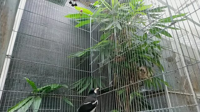 A black and white bird perched inside a spacious metal aviary with lush green plants and natural branches.