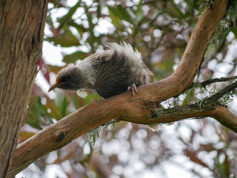 A Leucistic Tui in Wellington, New Zealand, 2025