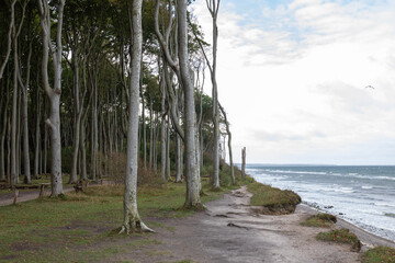Gespensterwald Nienhagen, Baltic Sea, Germany