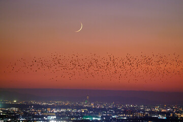 大阪平野と細い月 群鳥飛翔