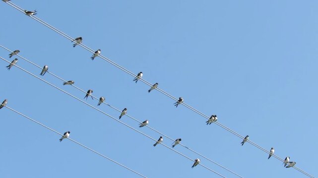 swallows sit on wires against the background of the blue sky