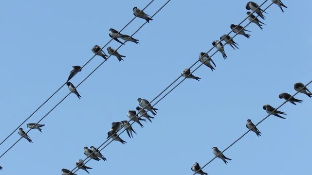 swallows on electric wires against the blue sky.
