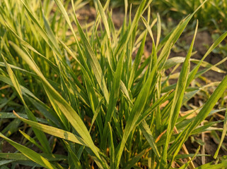 Fototapeta premium Sunlit Wheat Grass Field Detail