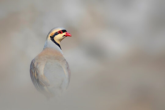 A beautiful partridge in nature. Nature background. Chukar Partridge. (Alectoris chukar)