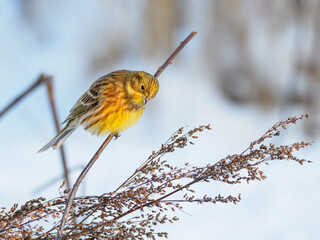 The yellowhammer (Emberiza citrinella) in winter