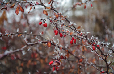 a branch of a barberry with red berries and dry leaves covered with white frost