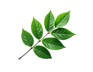 Obraz premium Branch of lush green leaves against a stark black background