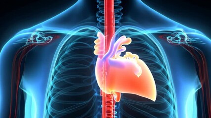 A digital x-ray of a human torso highlighting the heart and internal organs in glowing red and blue. 4k Video footage. - Powered by Adobe