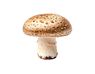 Single, fresh mushroom on a solid black background, cap textured