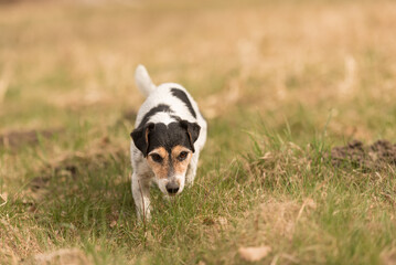 Tricolor Jack Russell Terrier dog running in early spring on a meadow