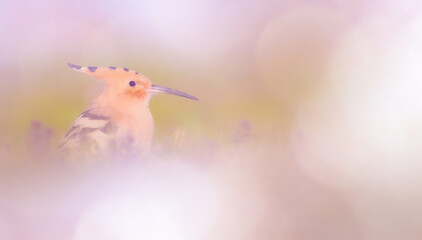 Bird photo in an impressive background. Colorful bokeh background. Eurasian Hoopoe. (Upupa epops) © serkanmutan