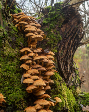 Mushrooms growing on a moss-covered tree trunk in an autumn forest setting