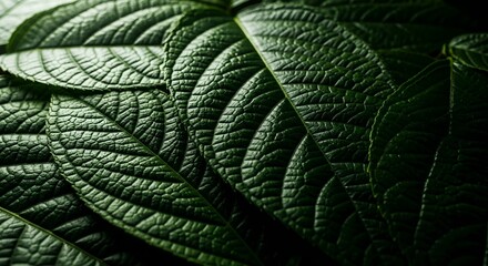 Close-up of lush green leaves with detailed texture and veins, showcasing nature's intricate patterns in a serene environment like Image fx