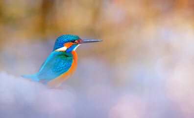 Obraz premium An aesthetically pleasing photograph of a kingfisher. Green nature background. 