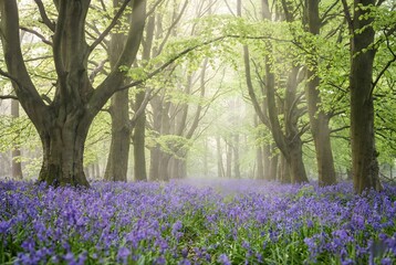 Fototapeta premium Magical spring forest landscape with blooming purple bluebells and misty sunbeams