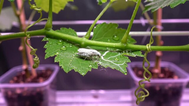 Ghostly White Insect Hiding on Wet Grape Leaf Macro Footage